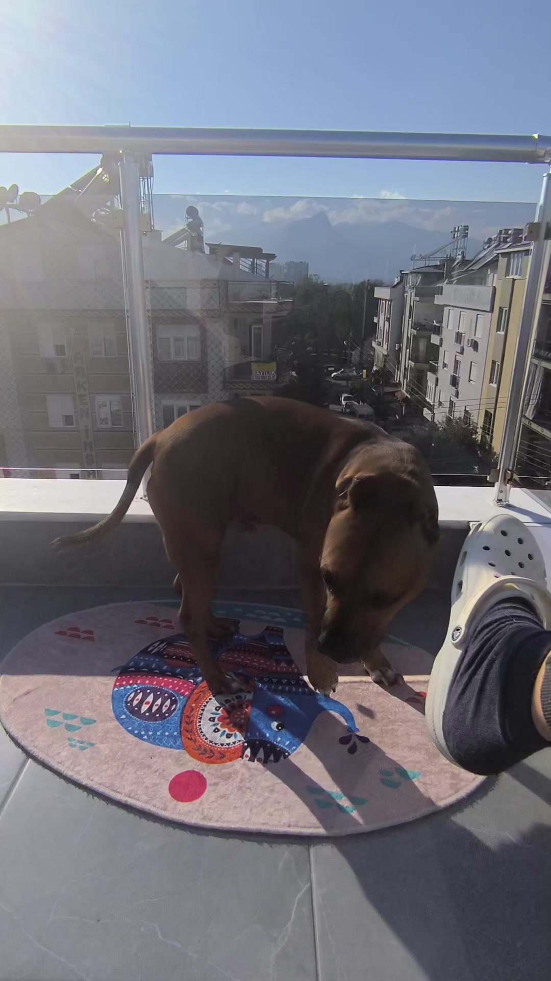 @pitbulll👑