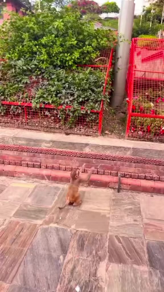 @चन्द्रकला पौडेल  गल्कोट.
