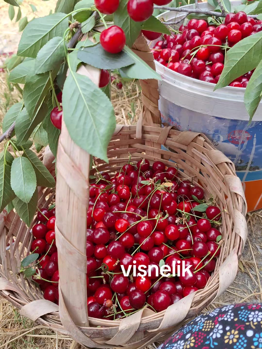 @g&uuml;lo g&uuml;l kız