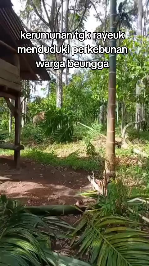 @tangse_punya