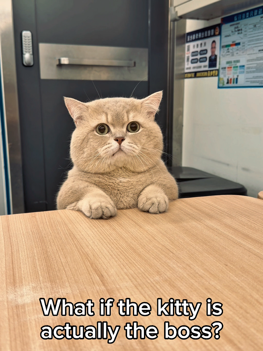 @Cat Lovers Club
