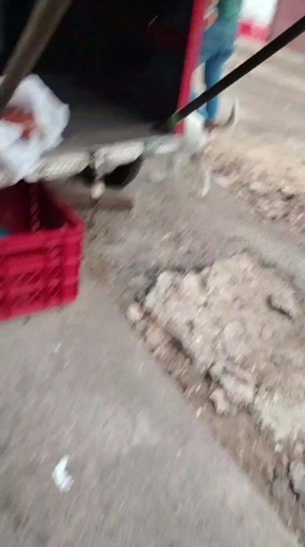 @german29a