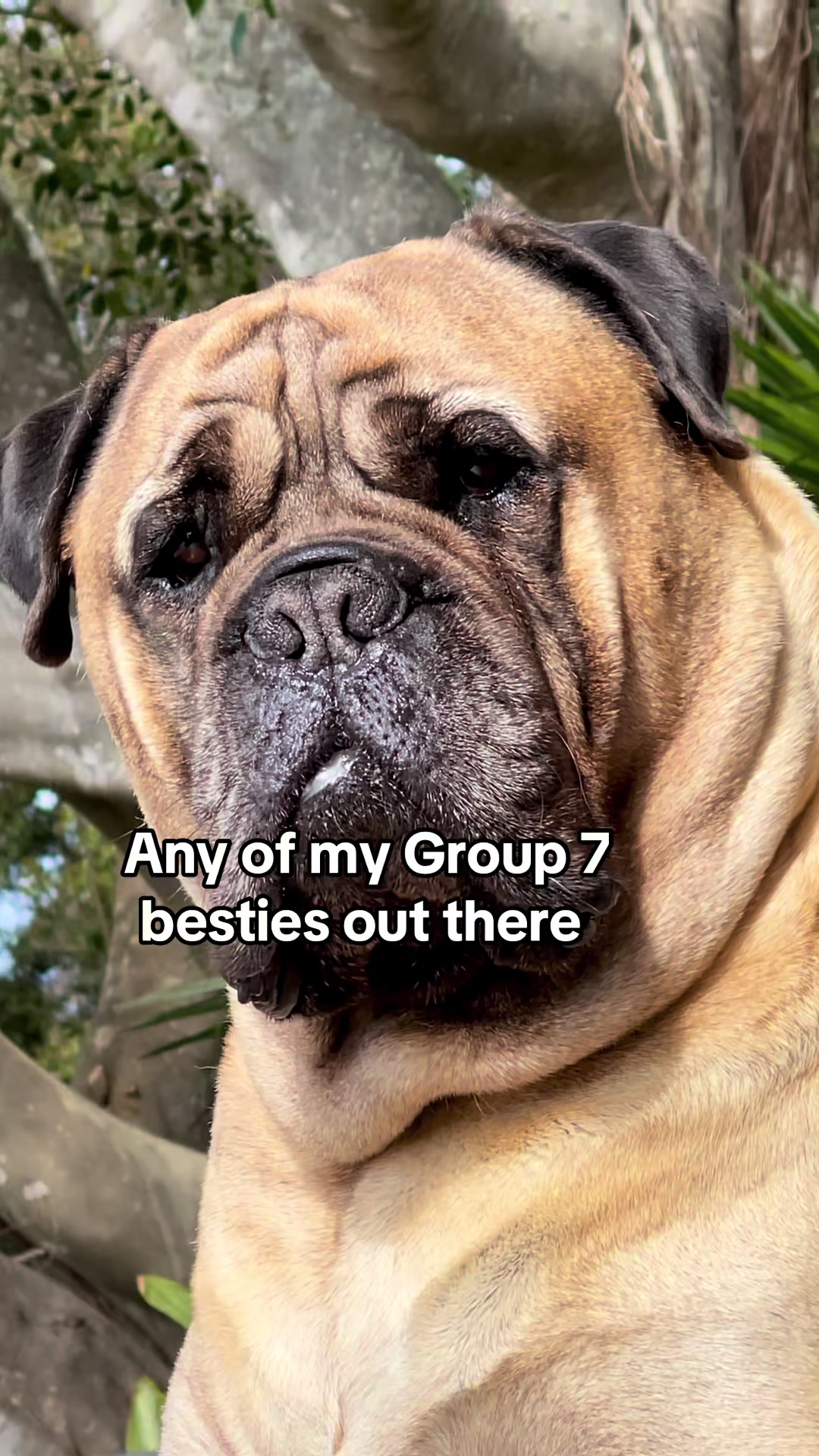 @Axel Rose | Bullmastiff