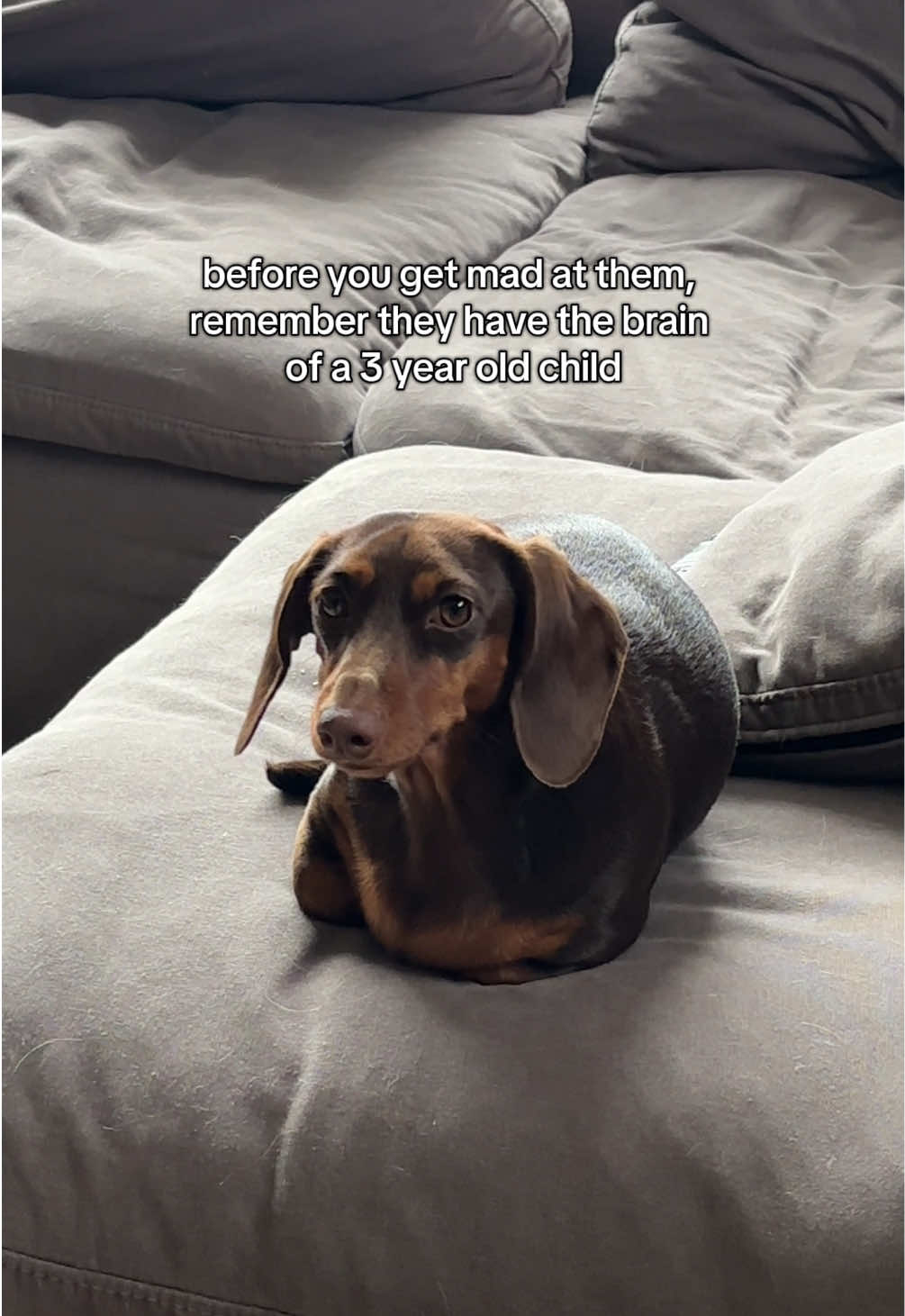 @rhubarb the doggo
