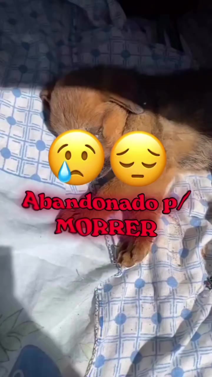 @Proteção Patas