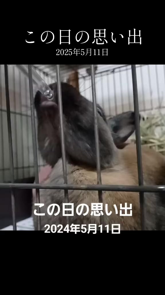 @🐖🧅ちぃ（マロン）🌰🐰🍍