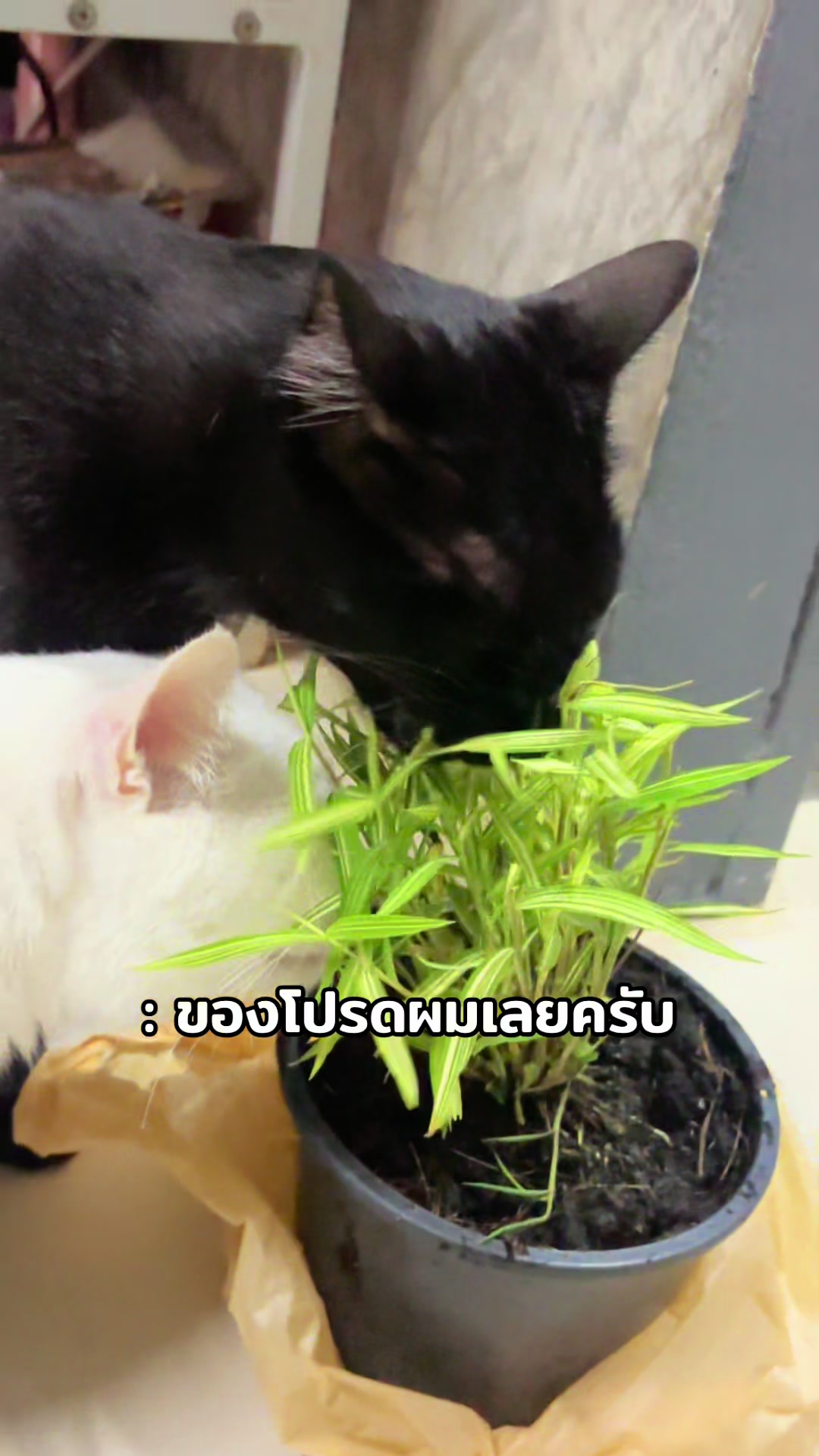 @โอนิอยากไป 🍒