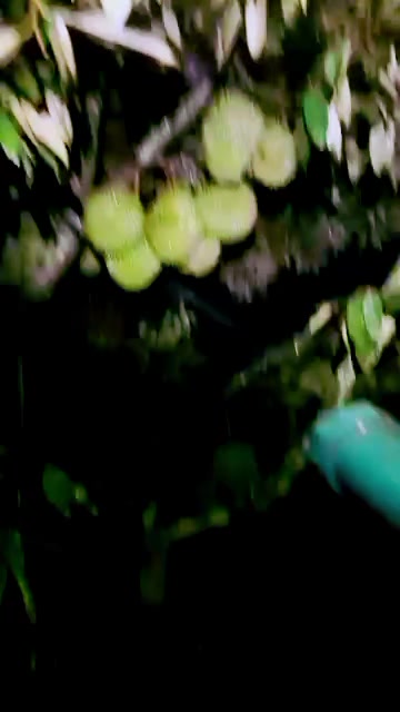 @D.kingfarm