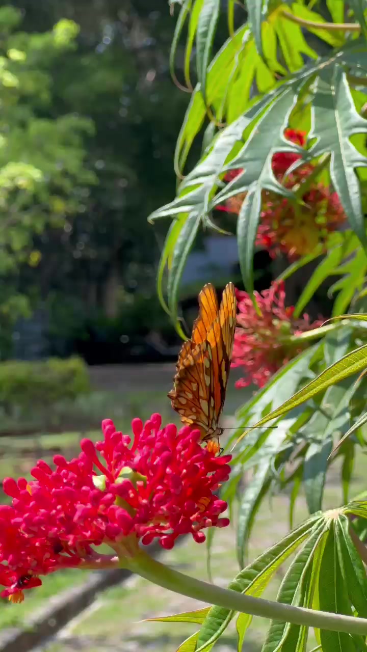 @Nature☘️🍀🍃🍁🌿