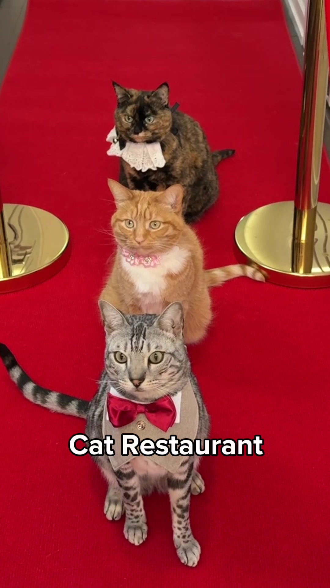 @Ginger, Pepper, & Cinnamon