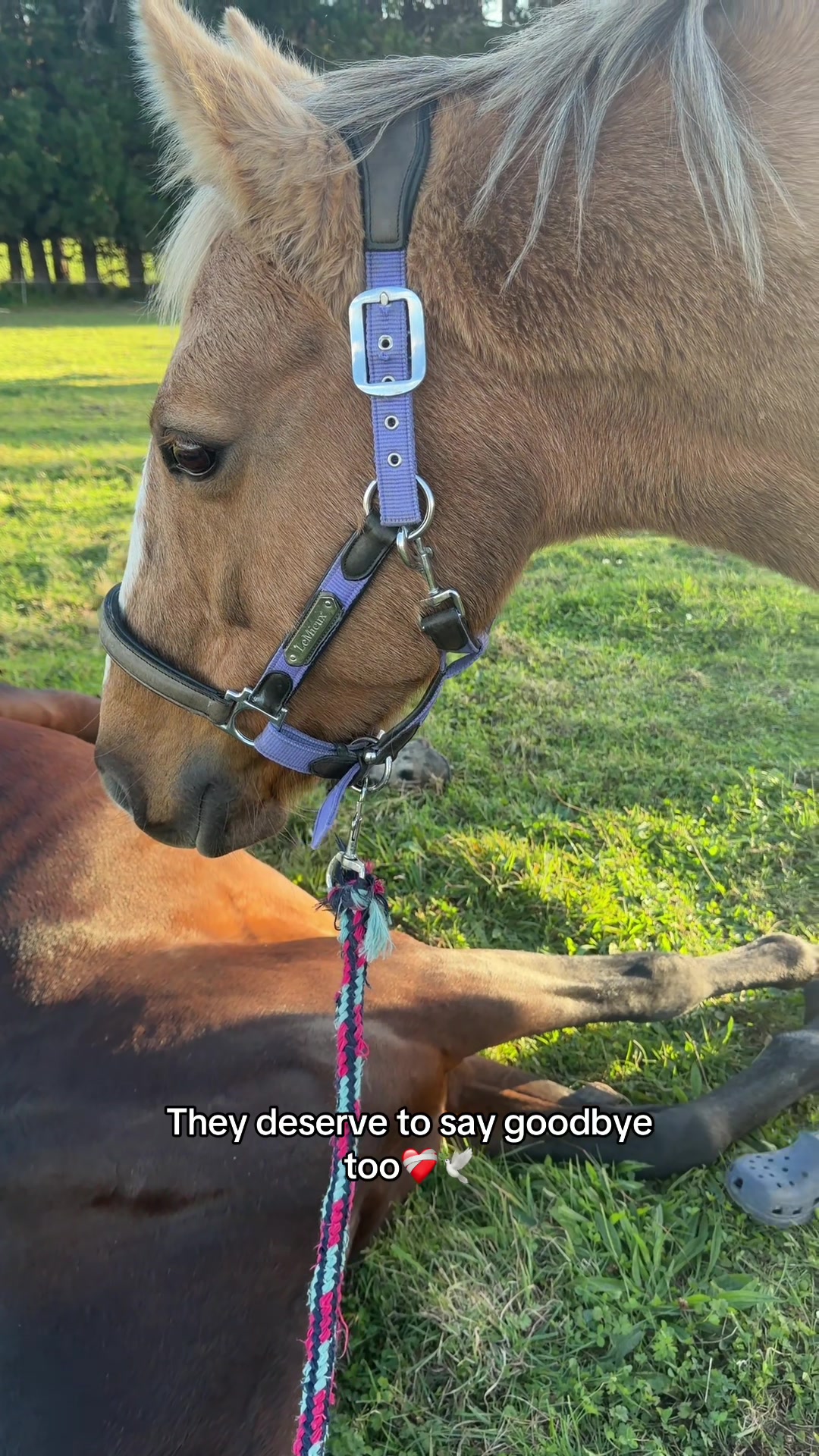 @Savanah_equestrian