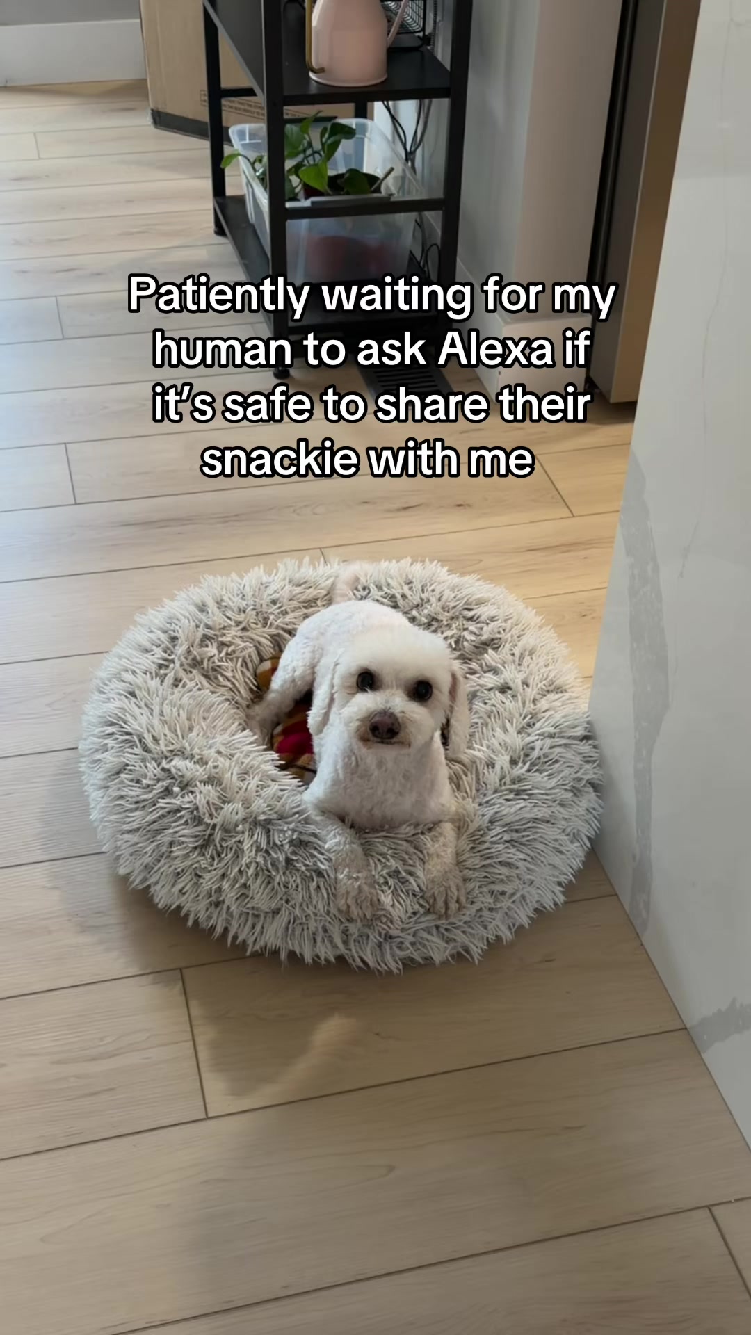 @Spicy The Dog
