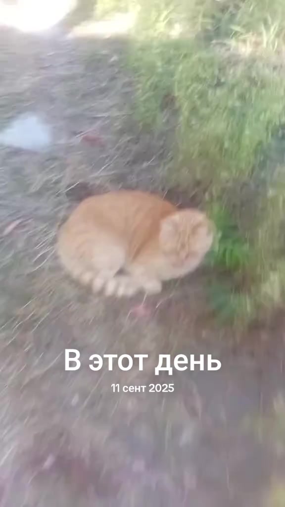@котейка