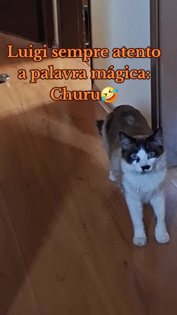 @MagdaAmoAnimais😾🐶🕊🐅🐍🐢🦜