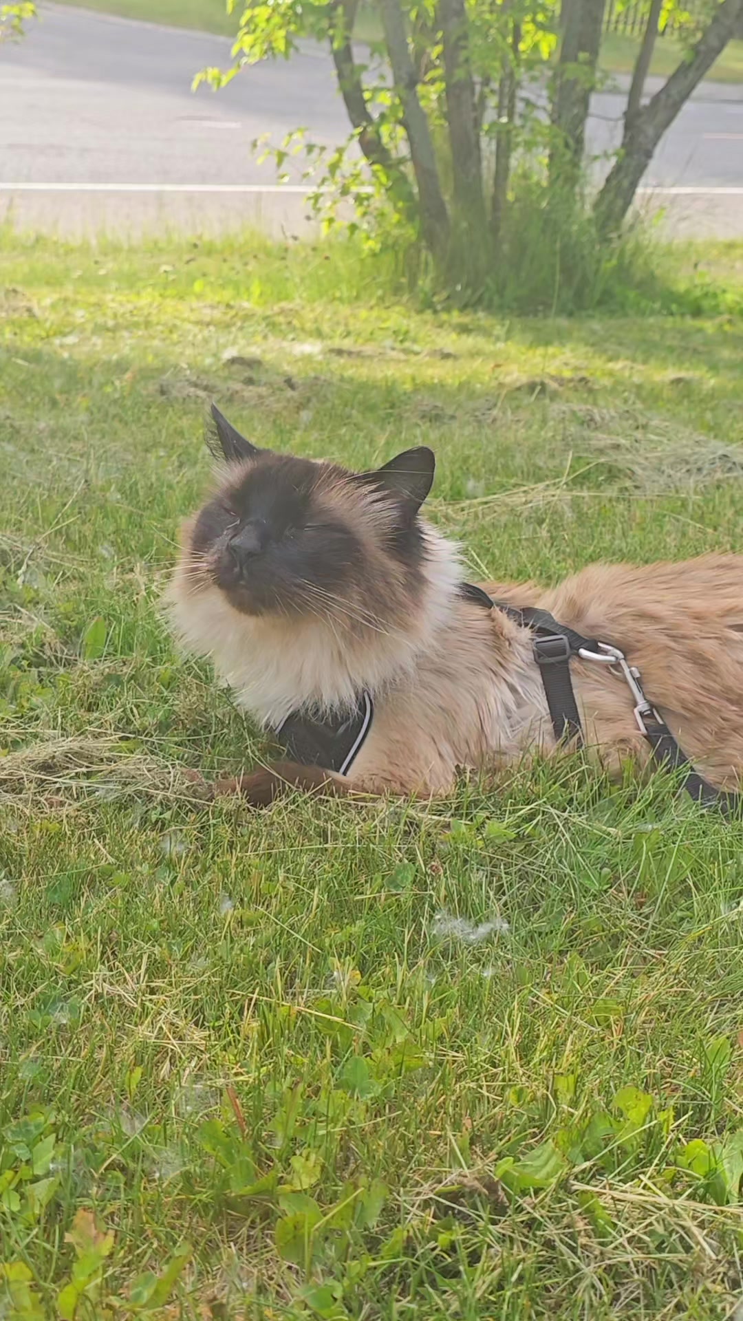 @PicklesTheCat2