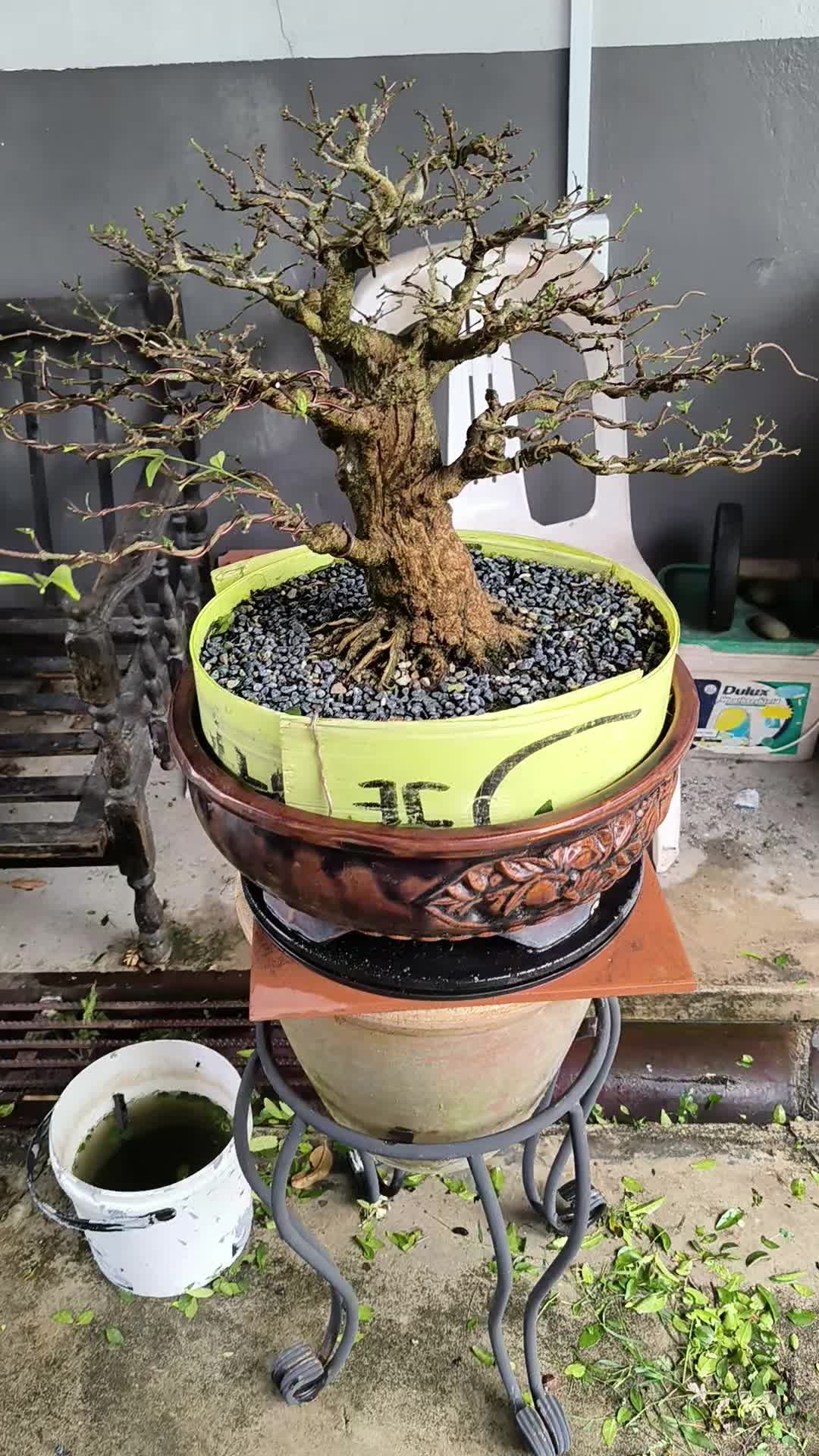 @ONE BONSAI JB