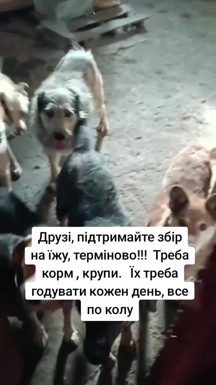 @tvarinkidobra