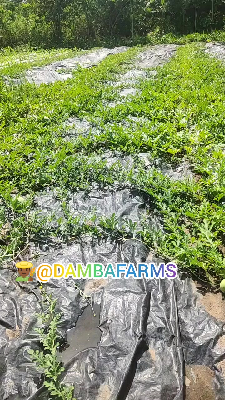 @dambafarms