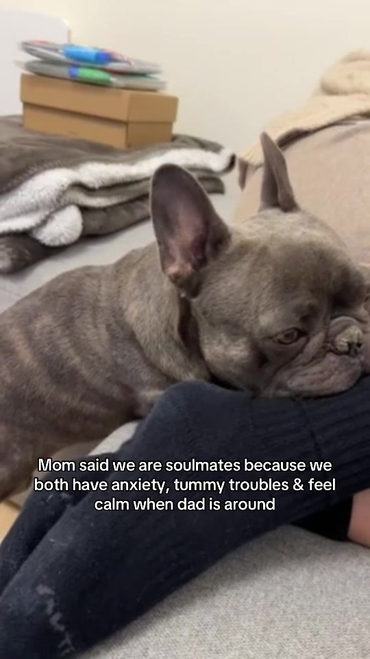 @Bose the frenchie