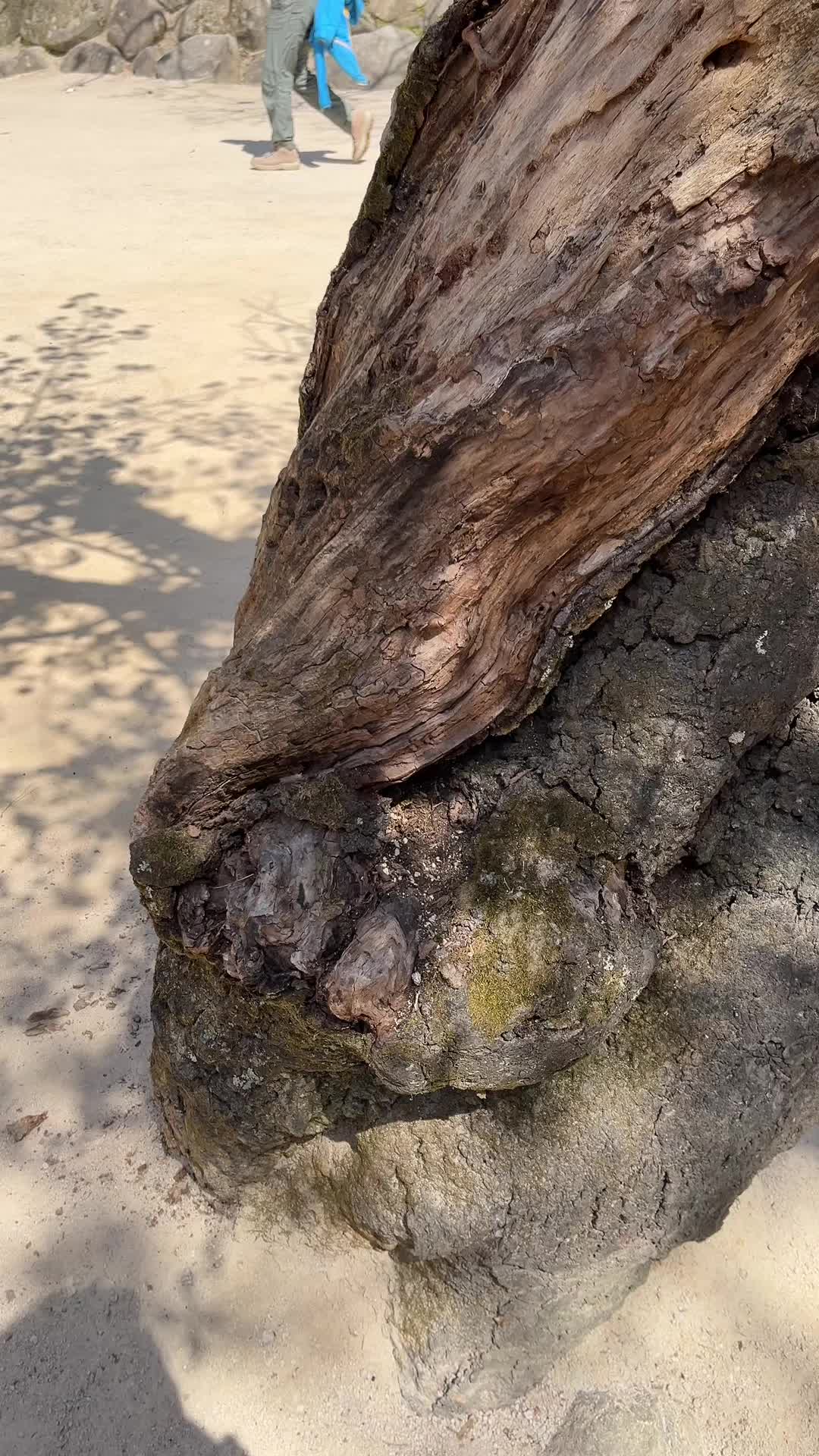 @𝕊𝕦𝕞𝕒𝕟 𝕘𝕥𝕞🇳🇵🇰🇷