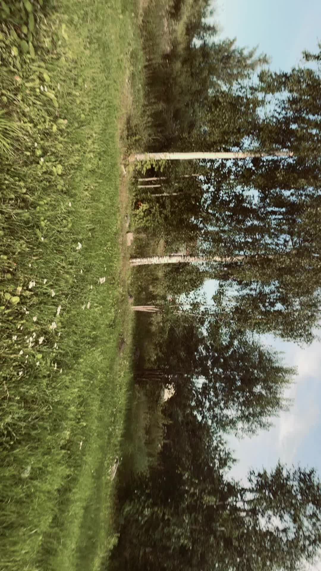 @nestesees
