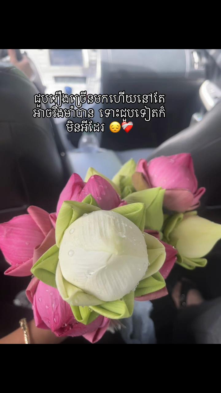 @茉莉✨🪷