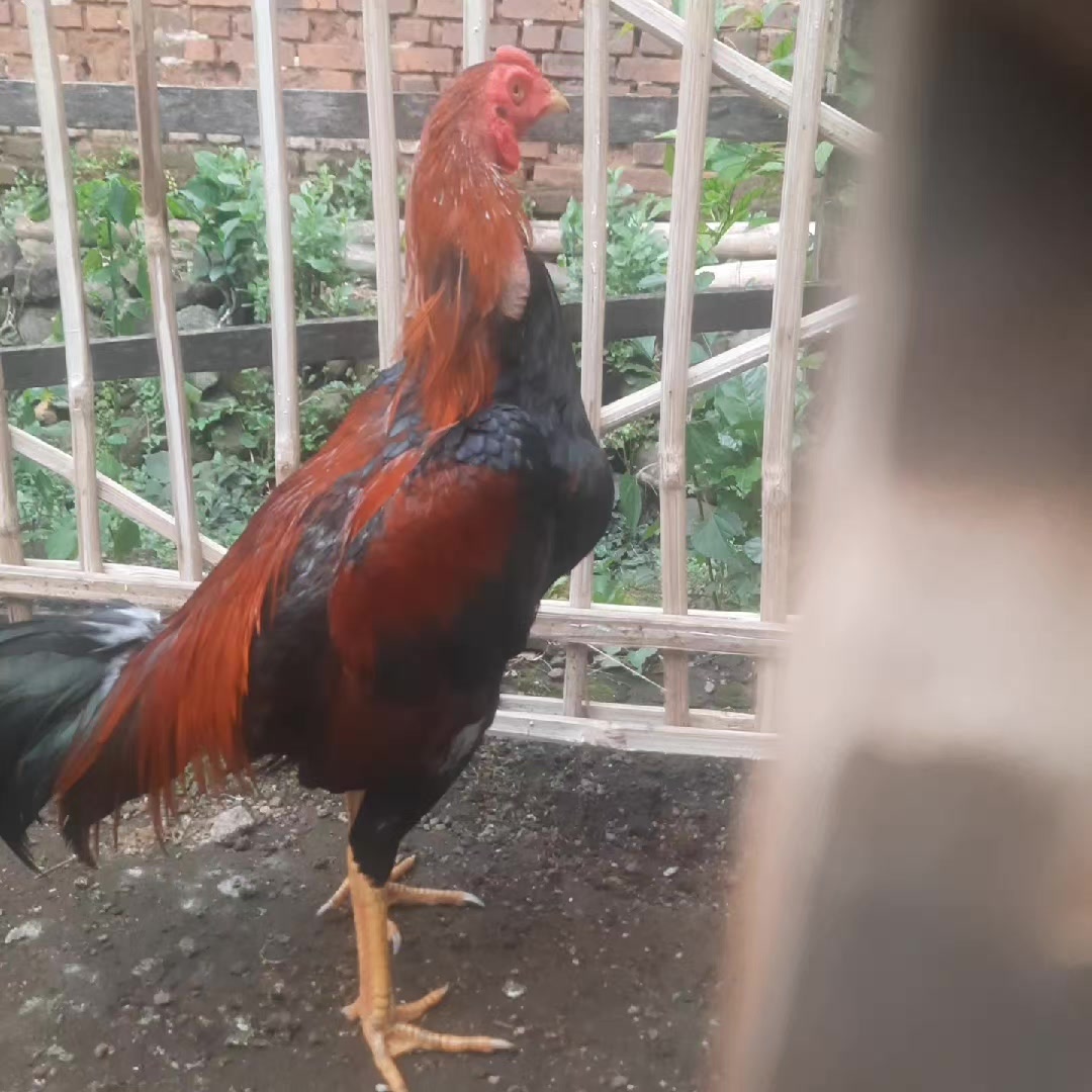 @Karji ganden