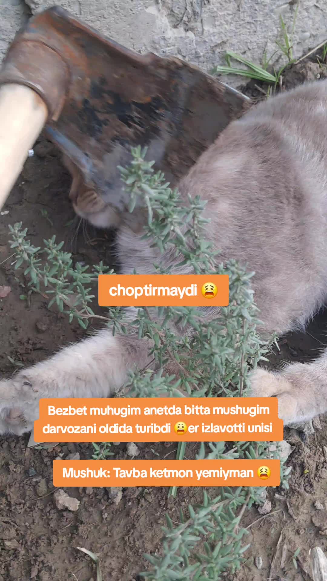 @Kulochok Oyi