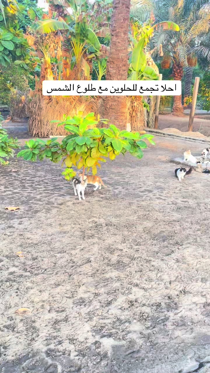 @ashkaltbiah