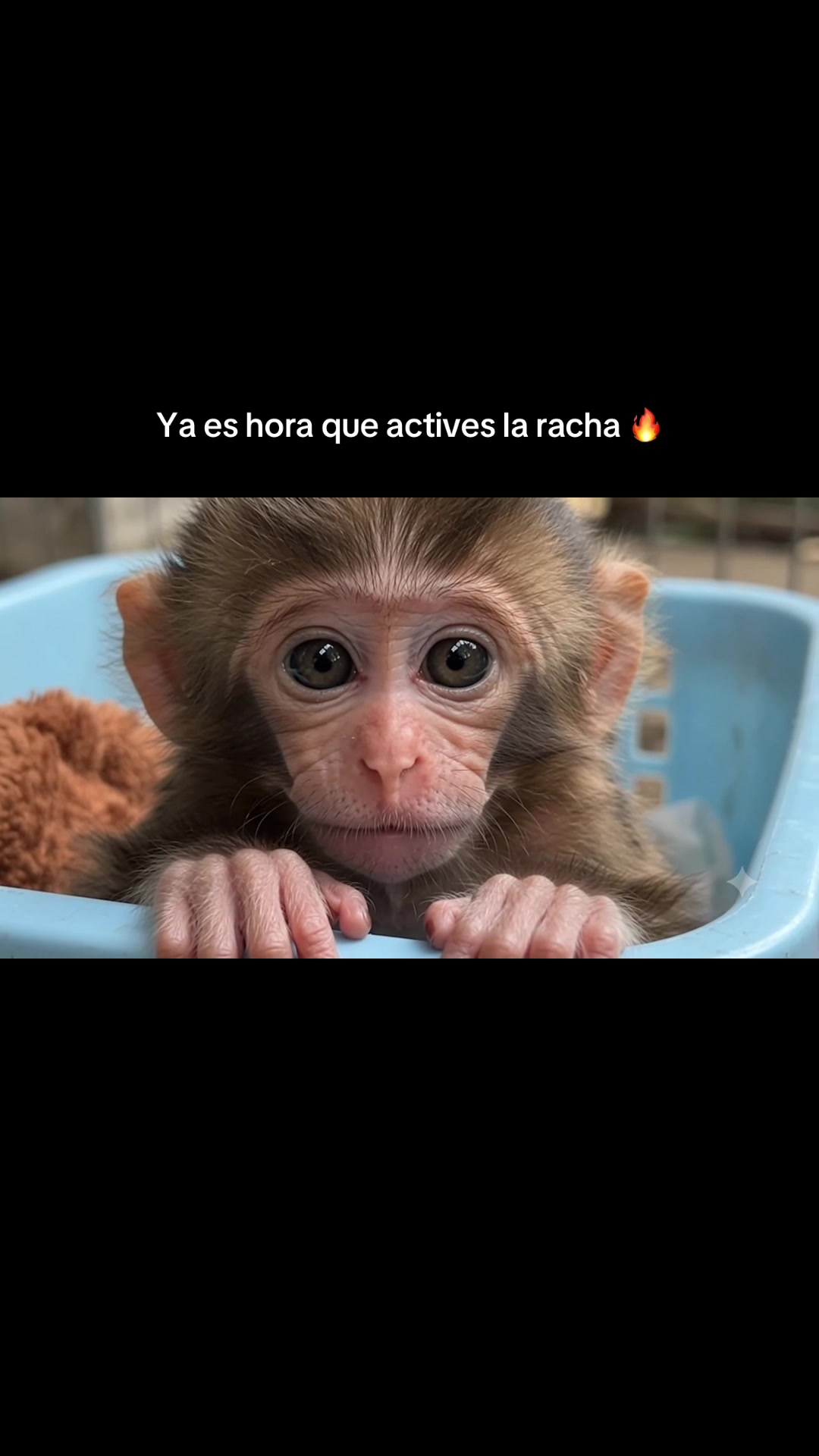 @RabPesito 🔥