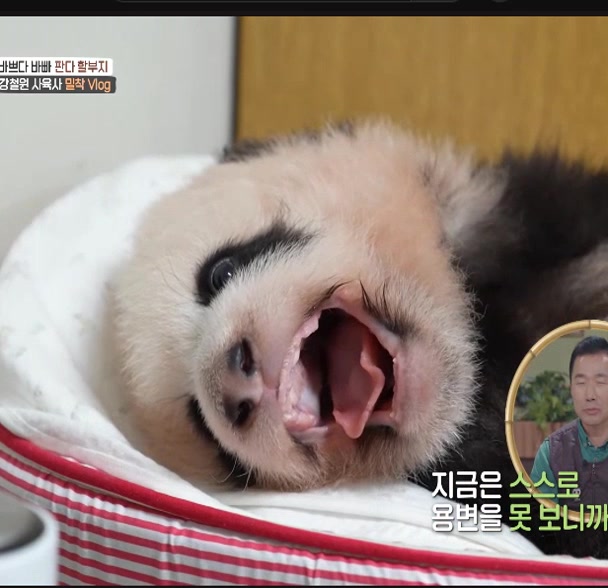 @K-PANDA kim