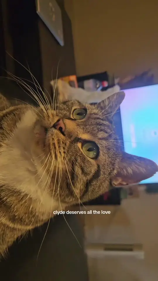 viral videos trending now #viral 