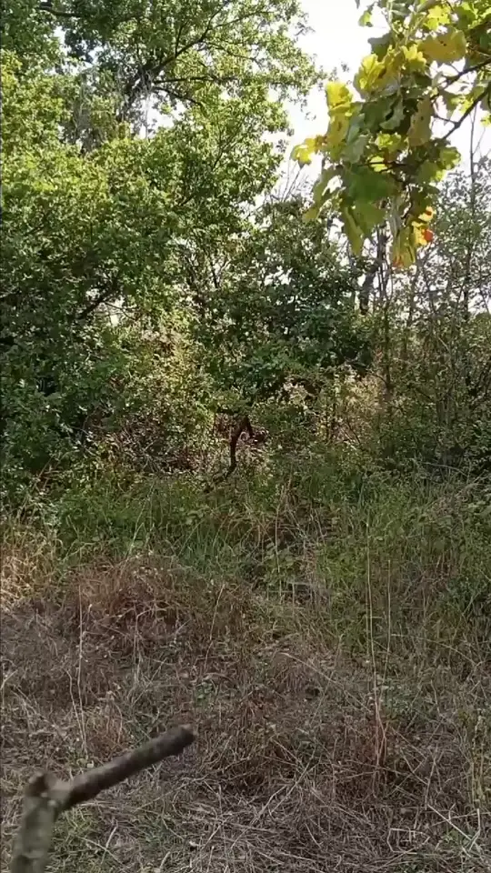 Emilia Di Giovanni (@leonessa716) - Urlebird