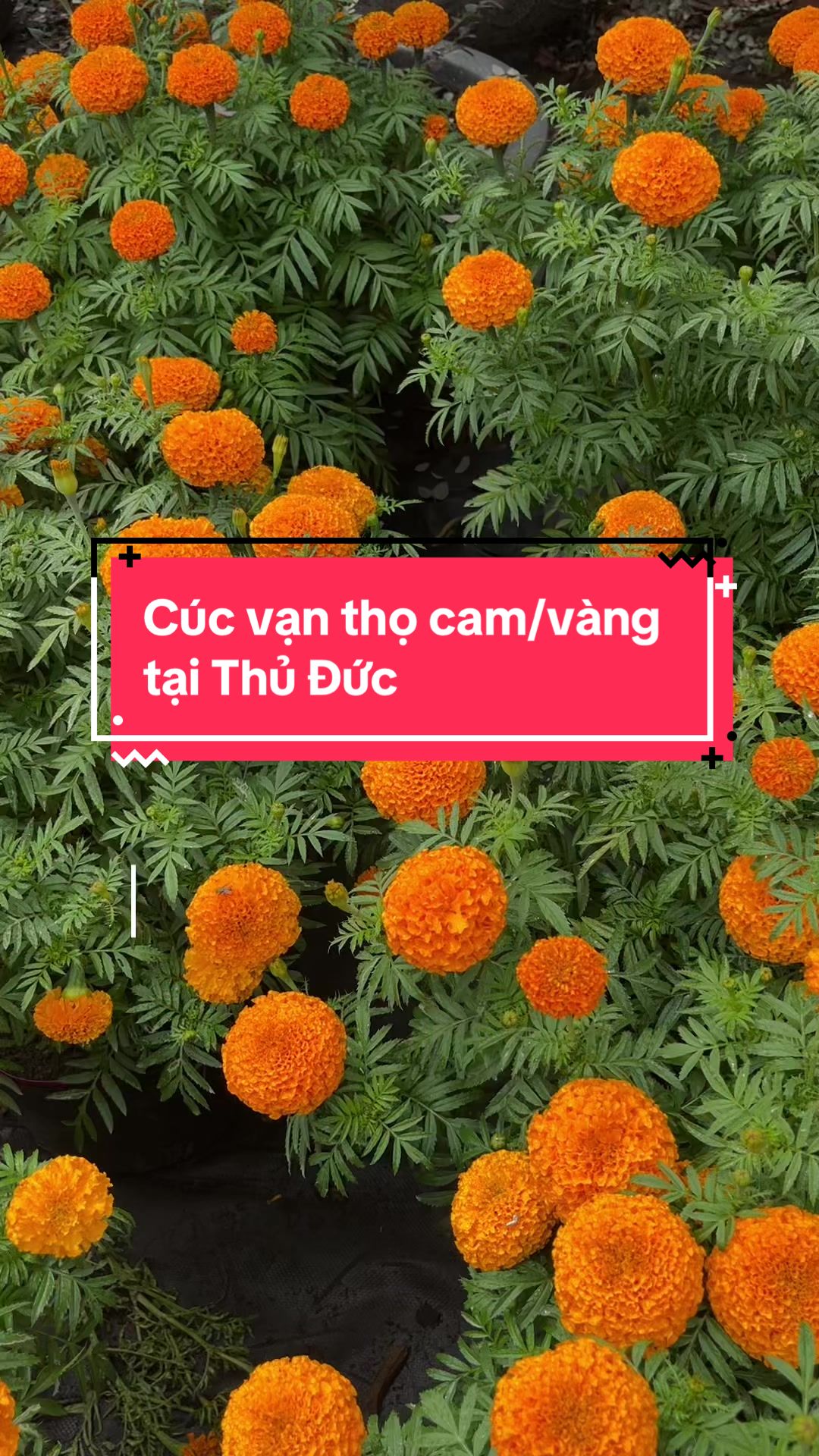 @S&agrave;i G&ograve;n Hoa