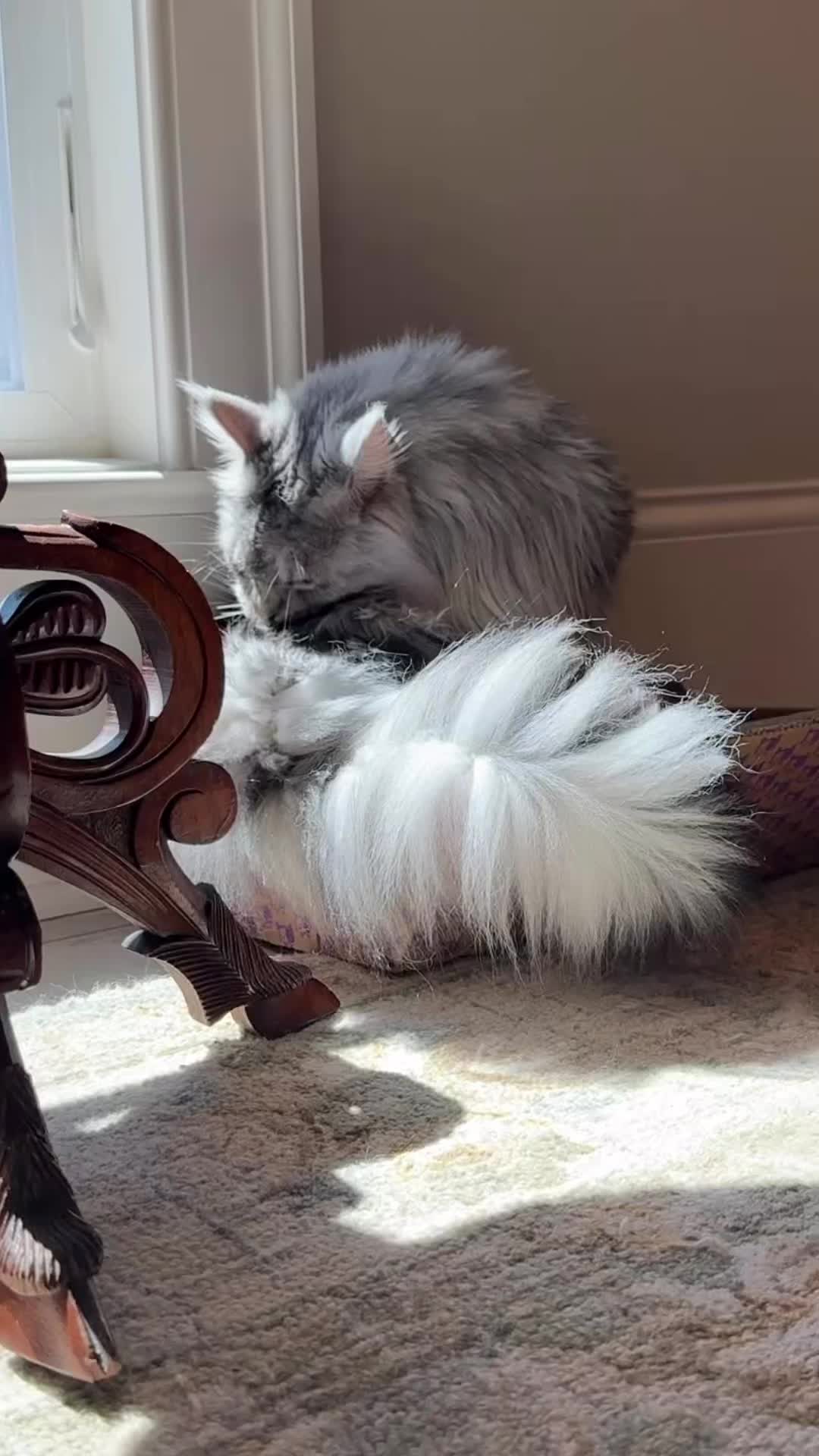 @Winnie: Maine Coon Kitty