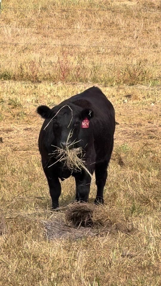 @Massey Land & Cattle
