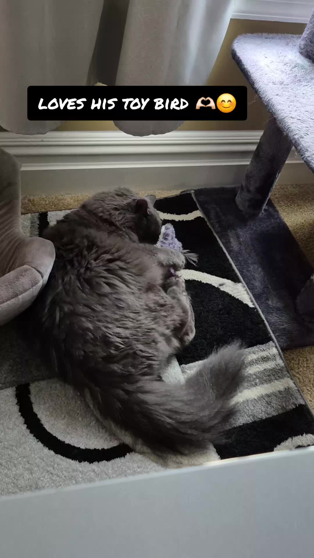 @Kittyboi