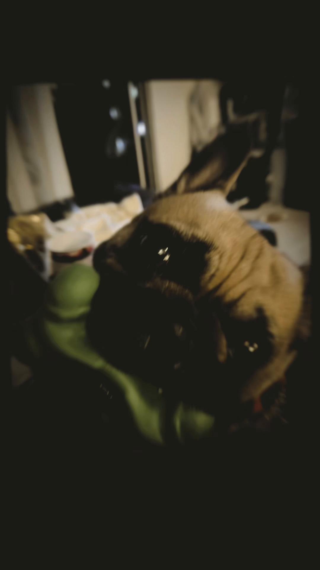 @FrenchBuldog