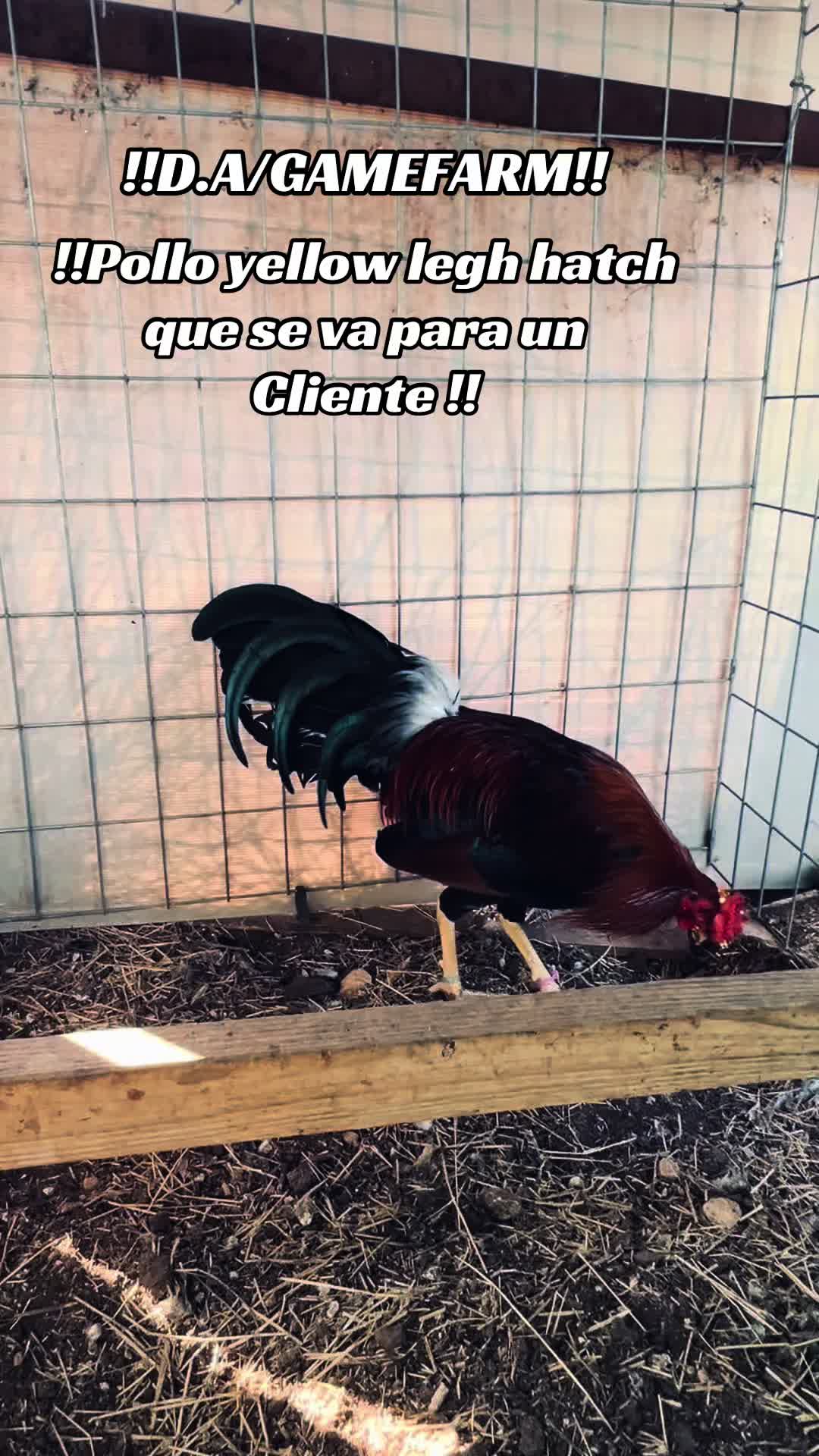 @DAgamefarm