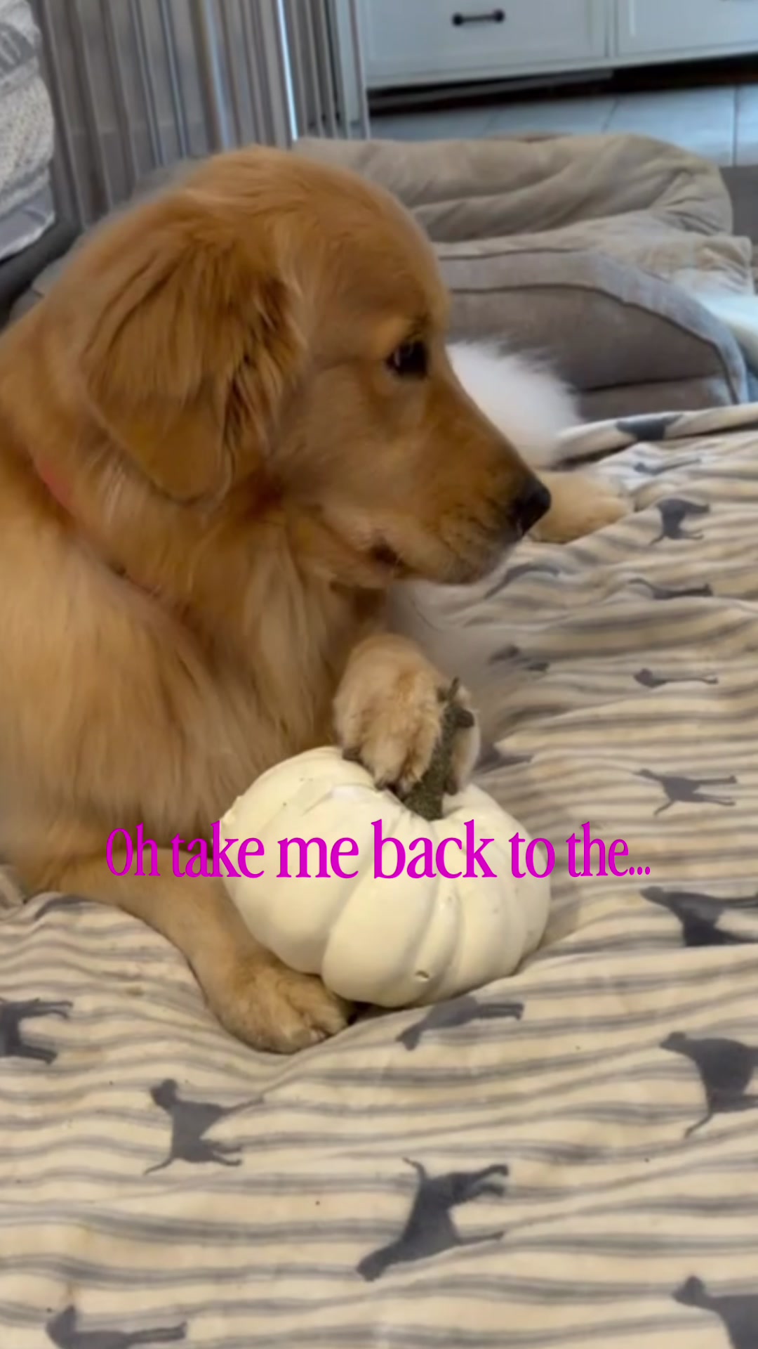 @DogMomisms