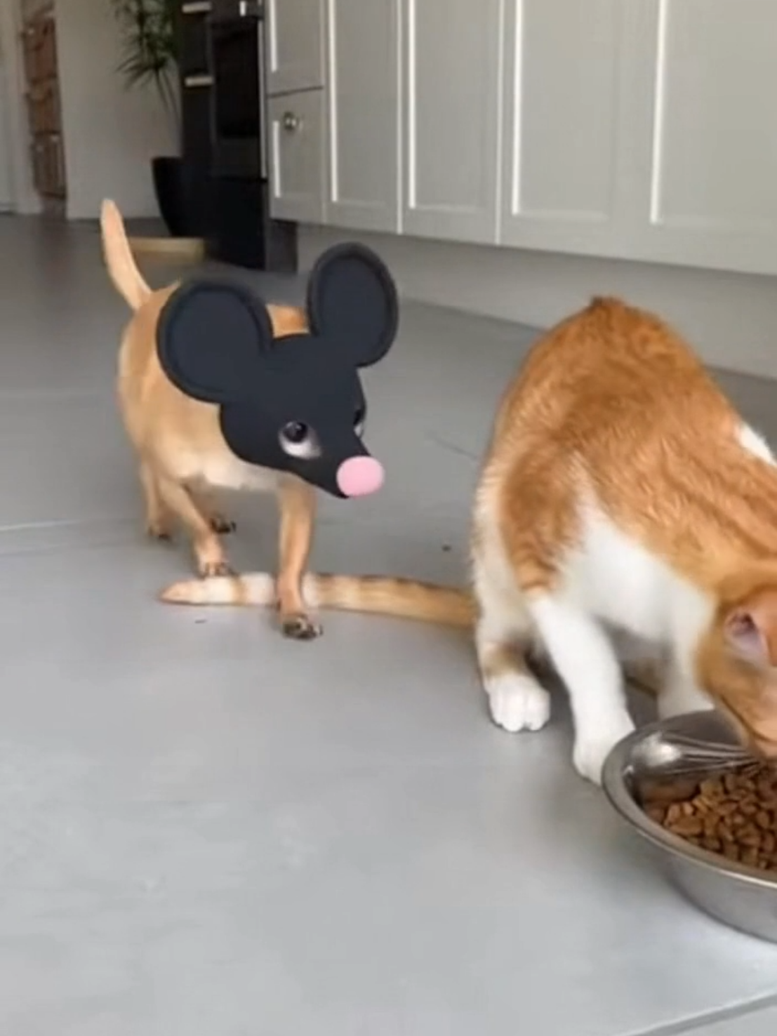 @Purrfect Moments