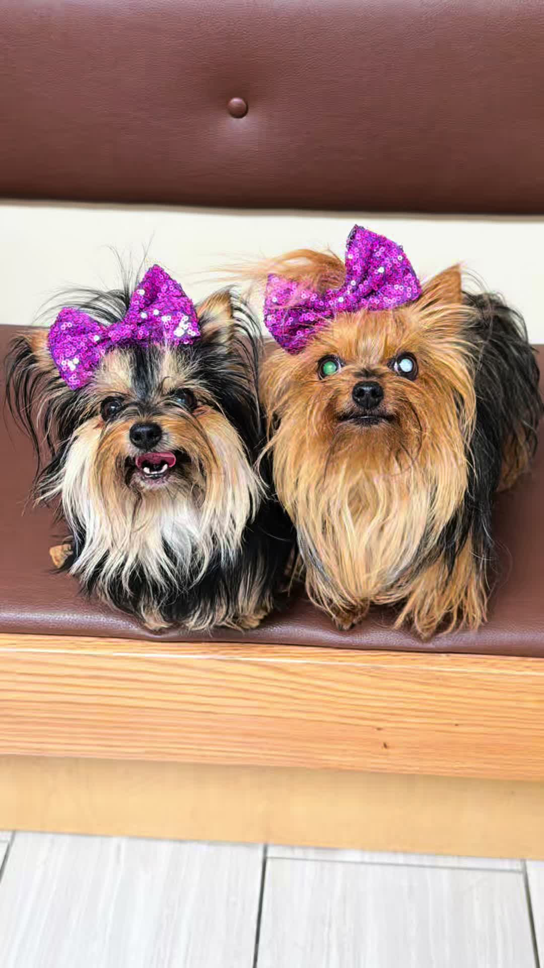 @The Utah Yorkies