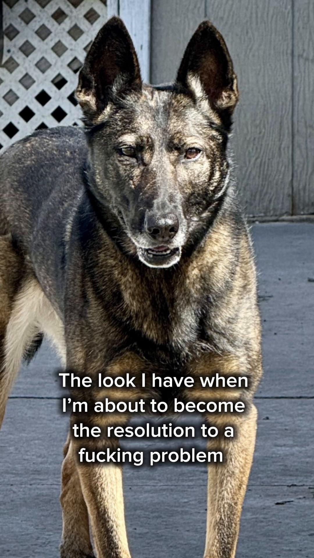 @K9 Dina