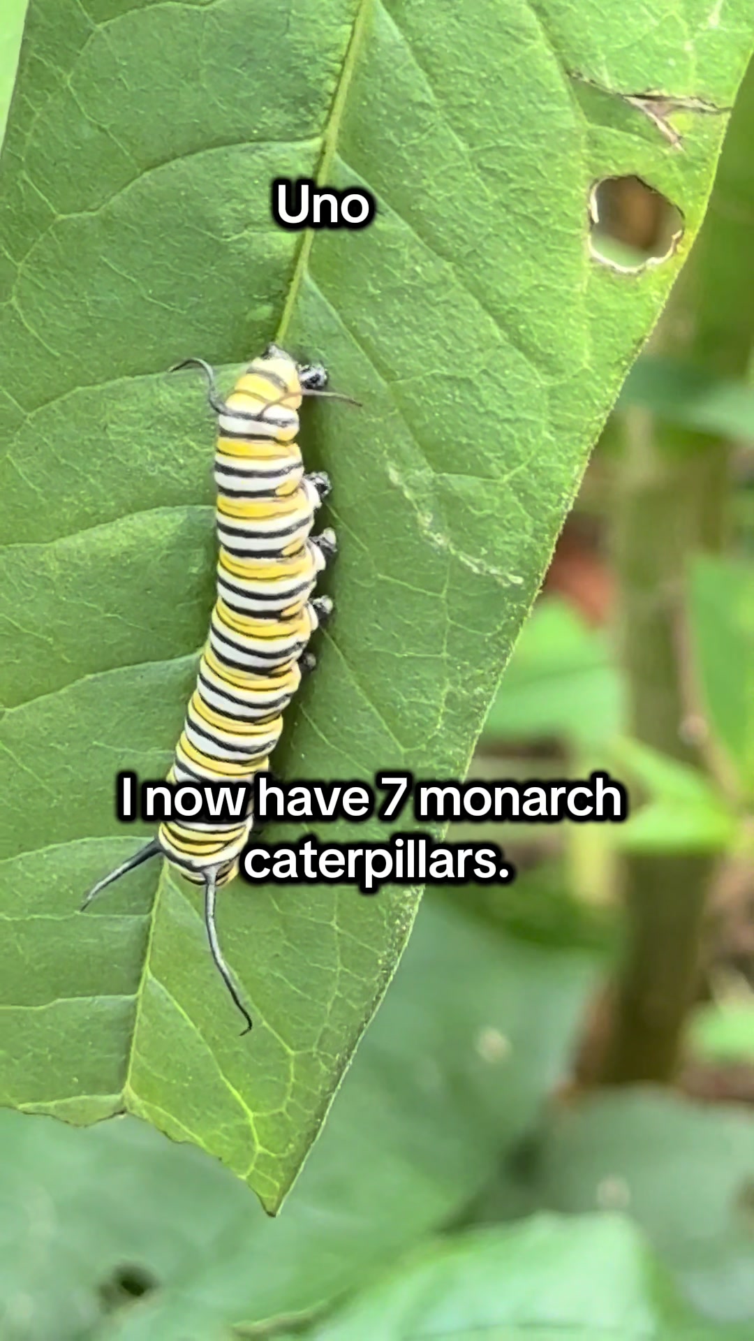 @The Appalachian kitties
