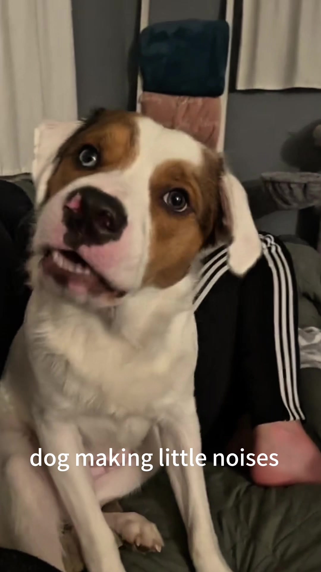 @funnyvideo3782
