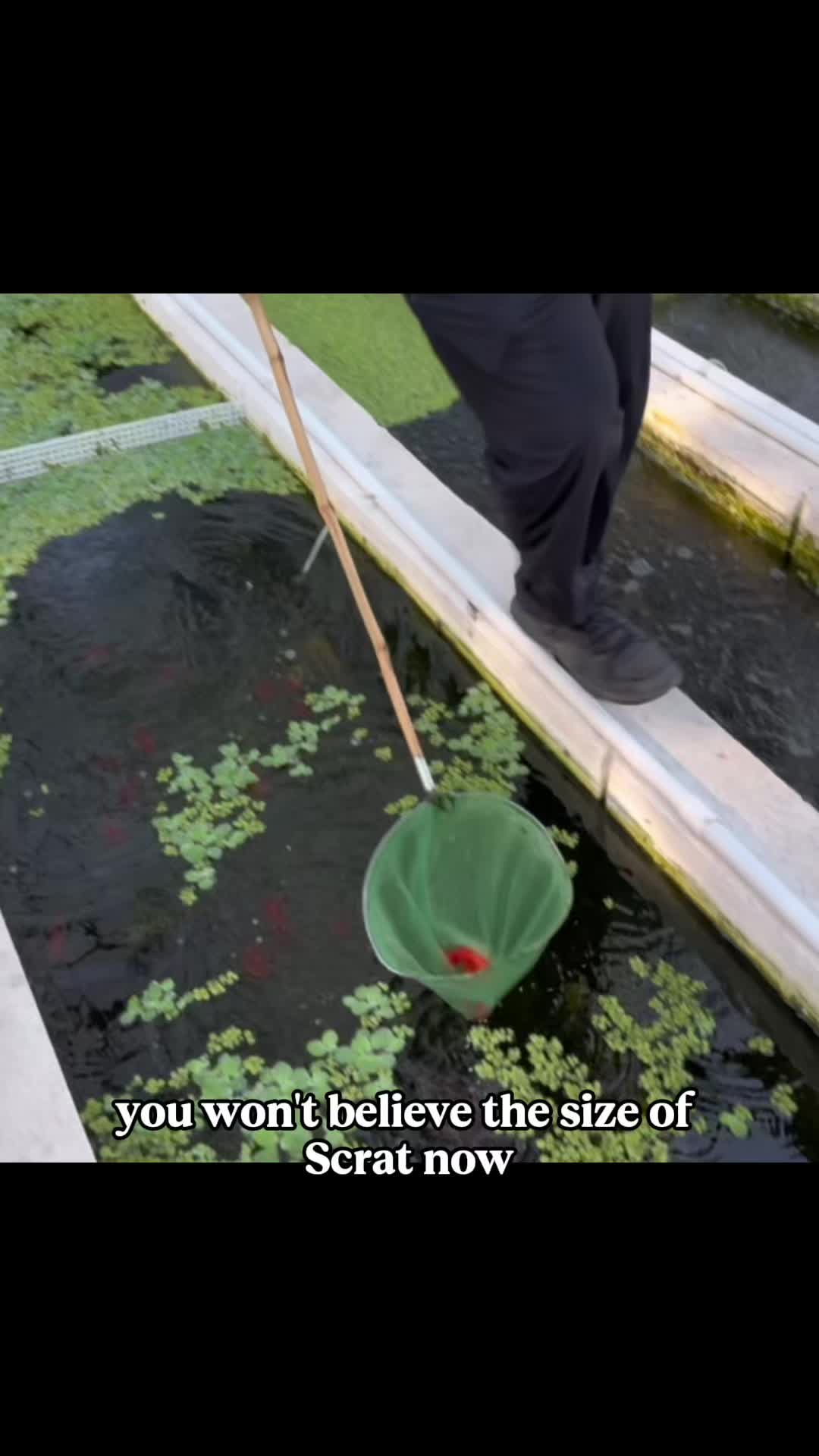 @The Goldfish Guy
