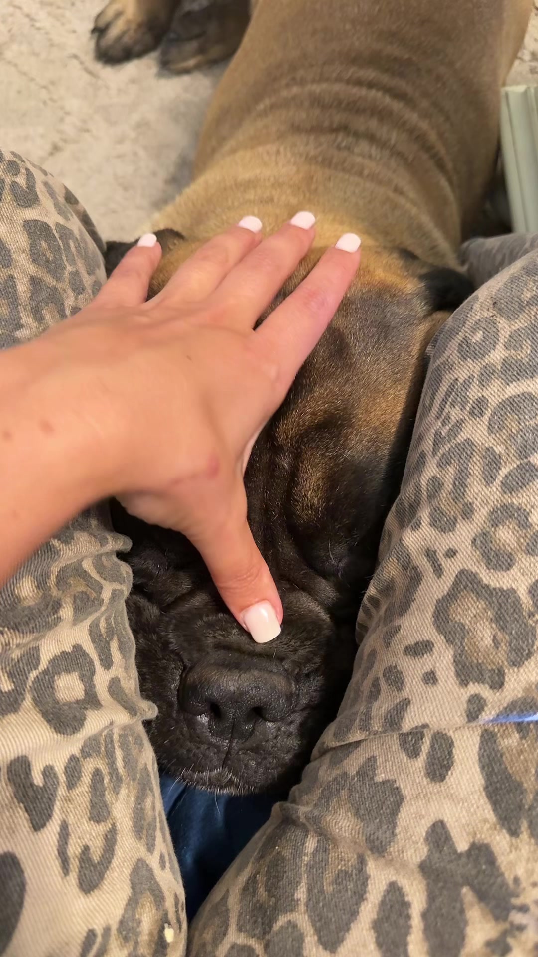 @🐾BullMastiff Mom 🐾💜