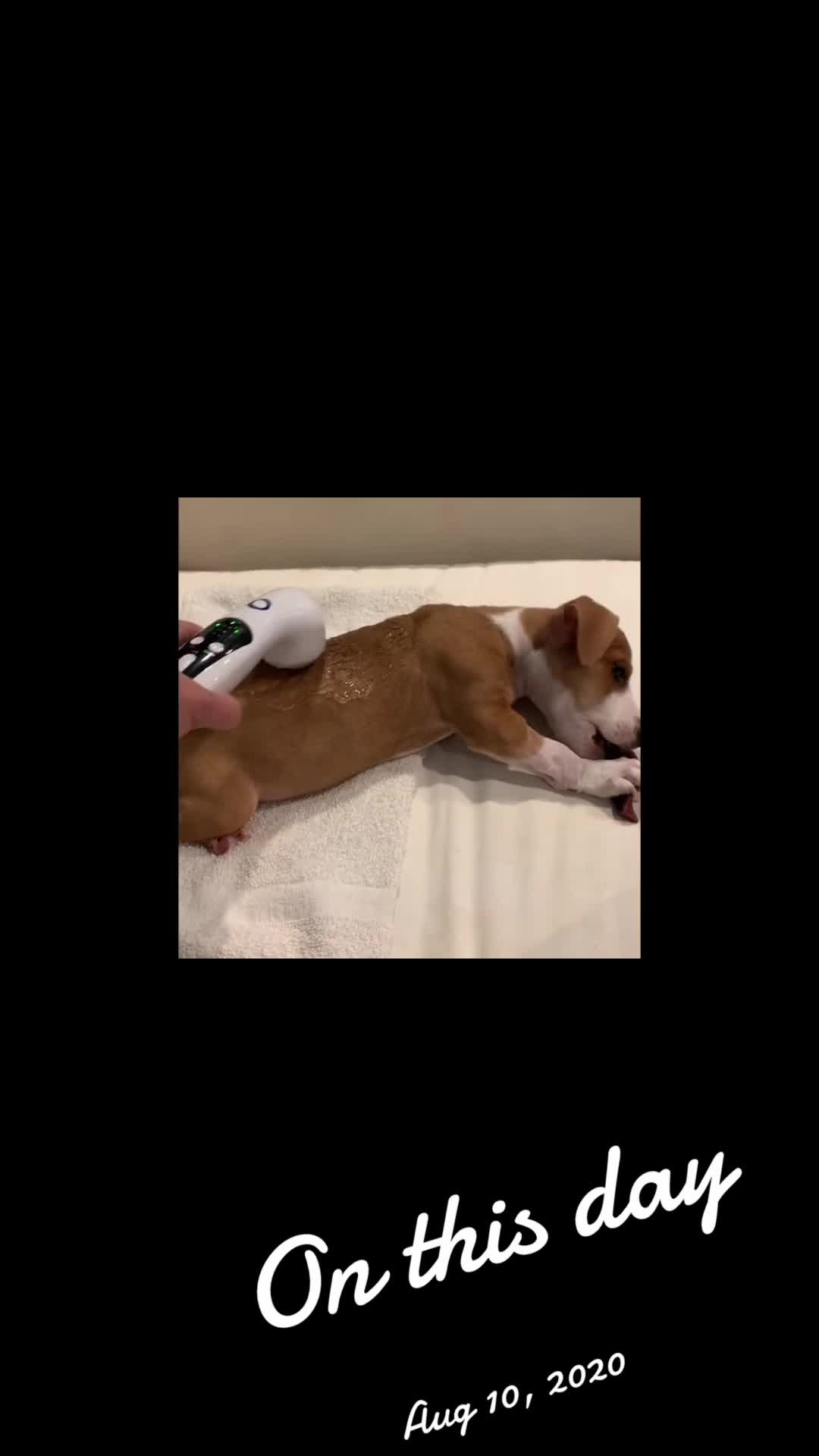 @dogmom76
