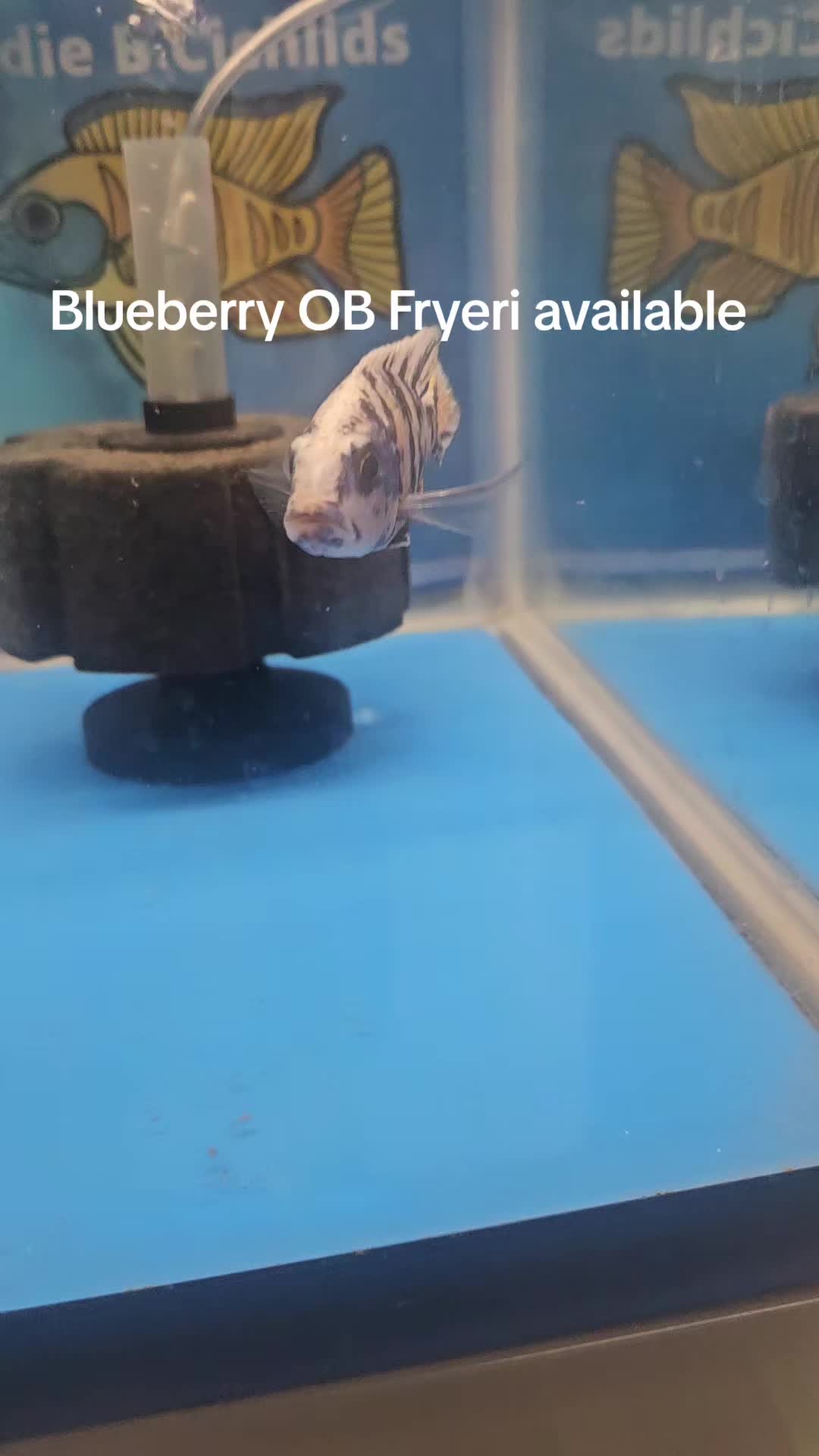 @EddieBcichlids