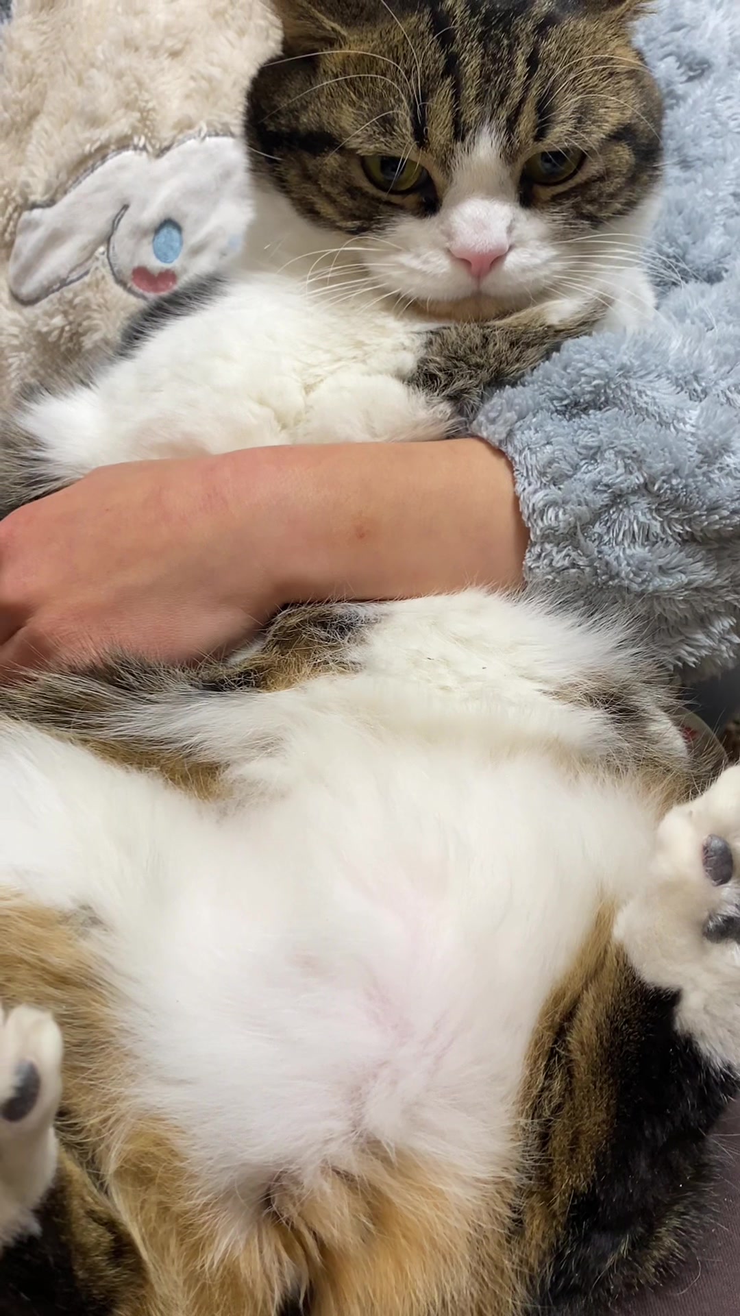 @PawsAndClaws